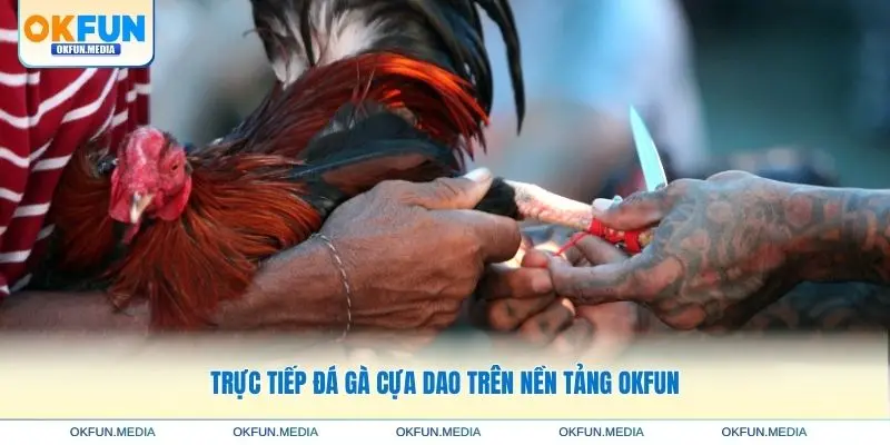 truc-tiep-da-ga-cua-dao-tren-nen-tang-okfun